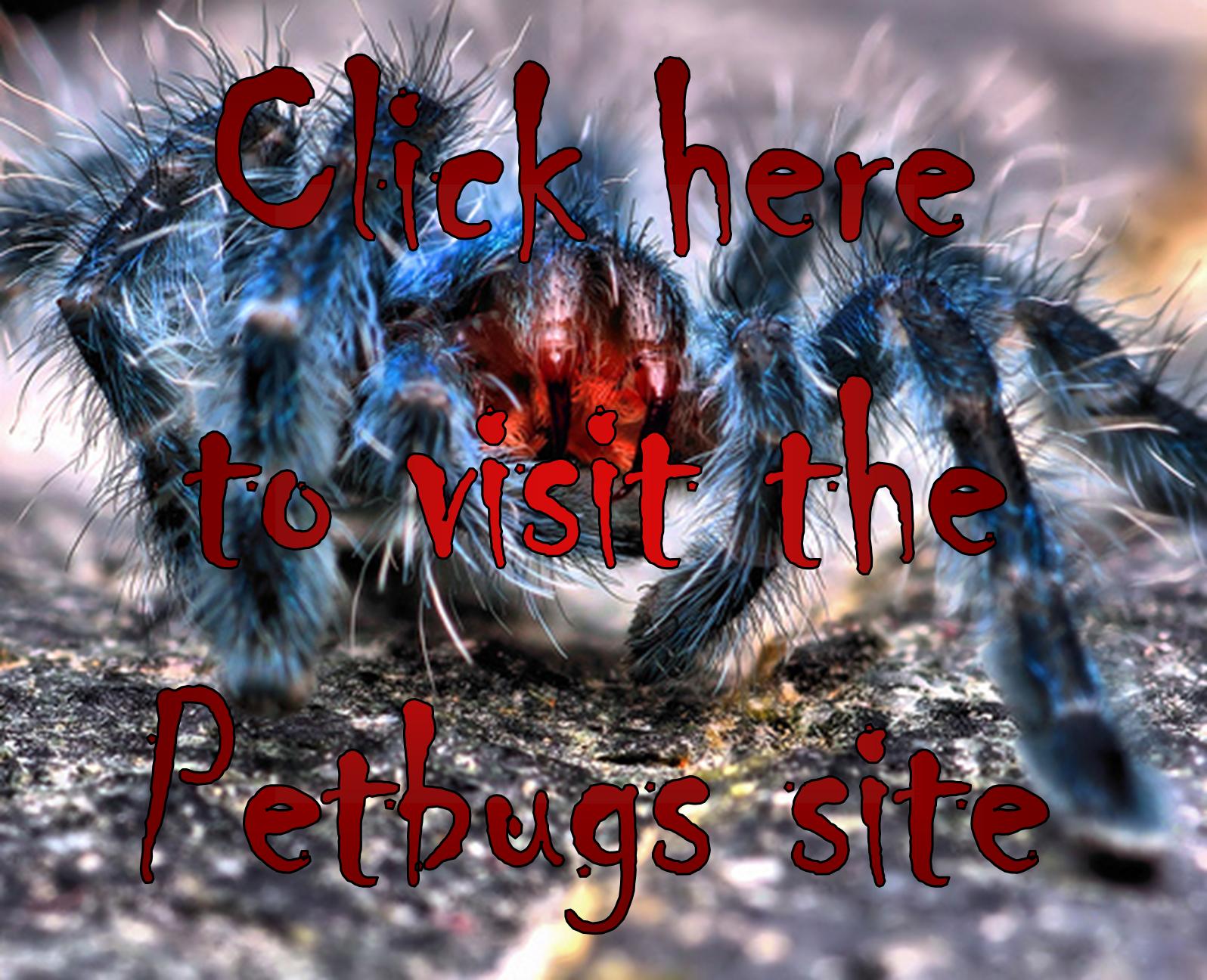 Tarantulas and roaches on Petbugs.co.za
